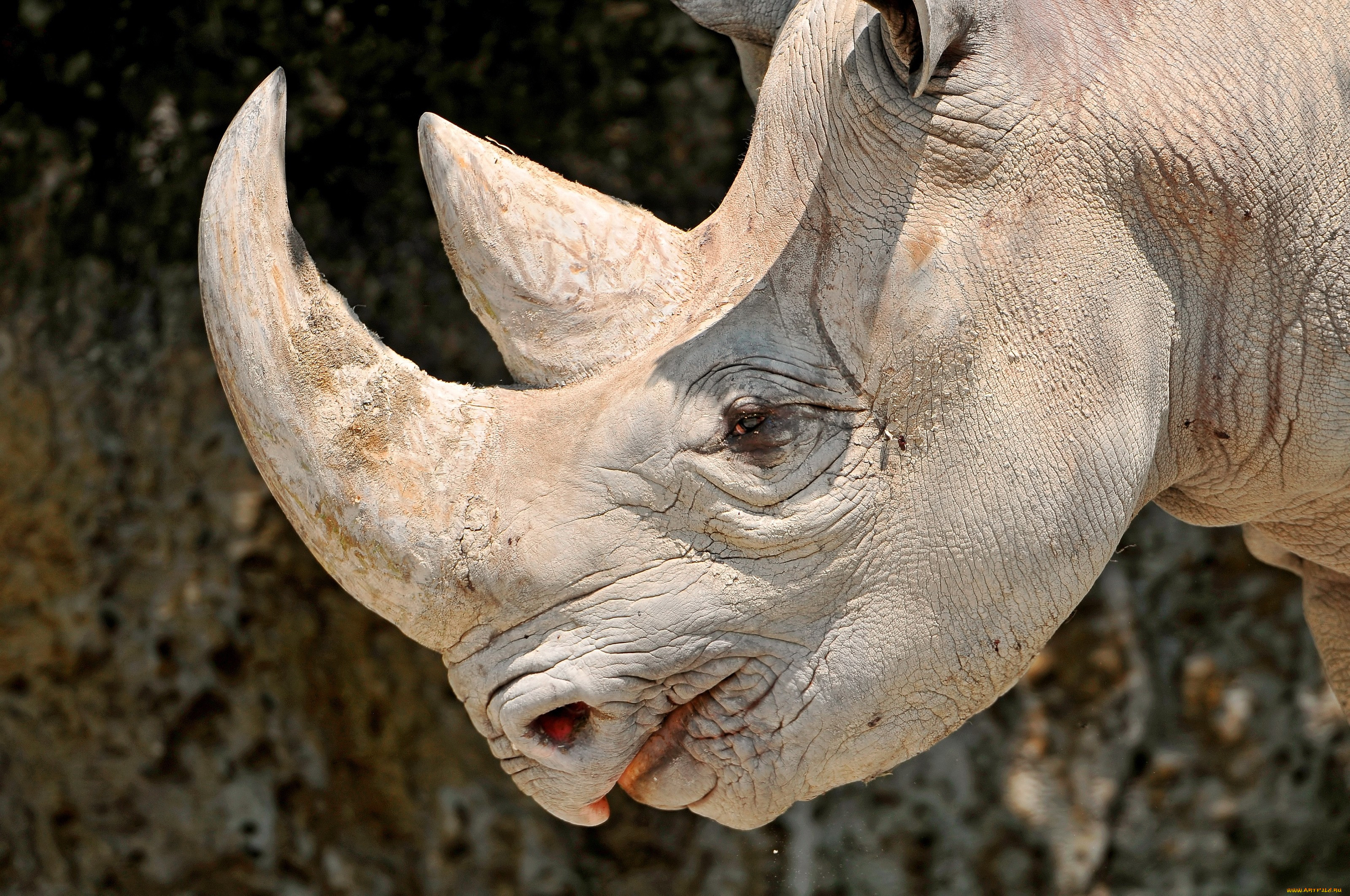Про рогову. Суматранский носорог рога. Нос носорога.